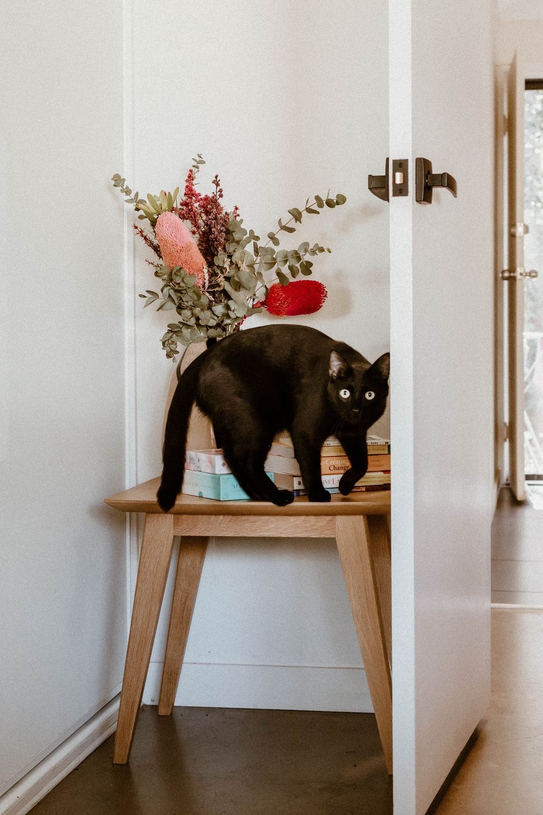A black cat stepping across a bench past native flowers and a stack of books