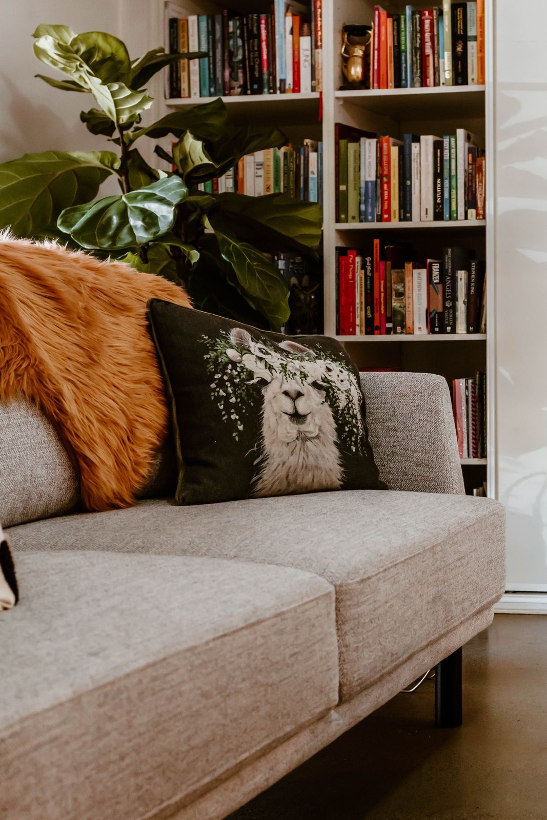 A couch with cushions in front of a full bookshelf and fiddle-leaf fig
