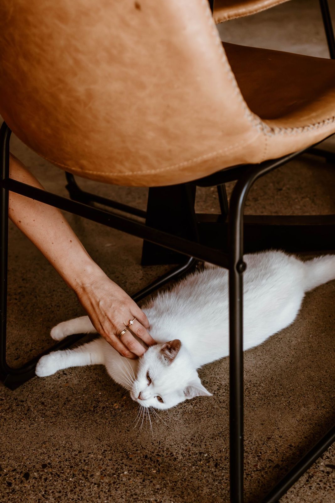 A hand resting on a white cat stretched out under a leather chair